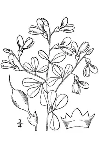 horseflyweed
