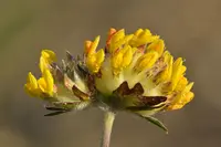kidney vetch (Anthyllis vulneraria) plant