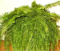 Southern Sword Fern