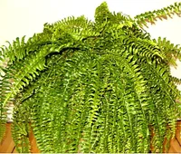 Southern Sword Fern