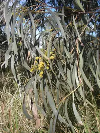 Brigalow (Acacia harpophylla) plant