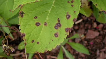 Fungal Leaf Spot