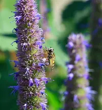 Anise Hyssop