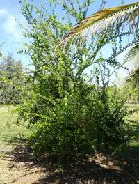 koshum (Dovyalis abyssinica) plant