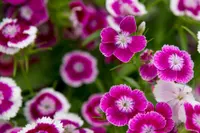 Dianthus barbatus blooms