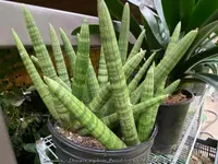 Dracaena angolensis indoor