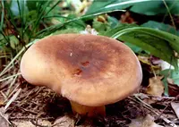 weeping milk cap (Lactifluus volemus) plant