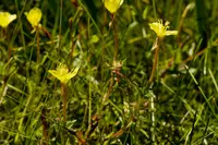 South American evening primrose (Oenothera pubescens) plant