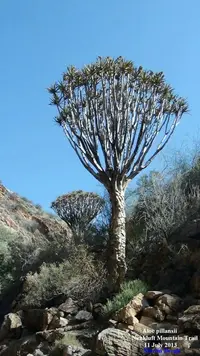 Giant Quiver Tree