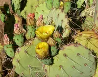 tulip pricklypear
