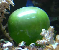 bubble algae