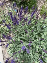 Woodland sage photo by a Botan App user