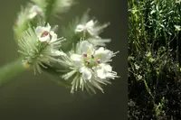 bristlefruit hedgeparsley