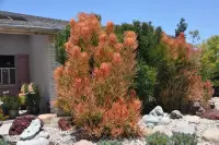 Euphorbia tirucalli