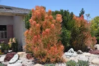 Euphorbia tirucalli