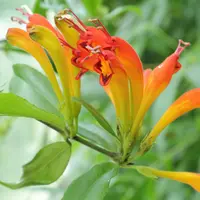 basket plant (Aeschynanthus speciosus) plant