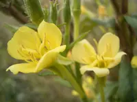 northern evening primrose (Oenothera parviflora) plant