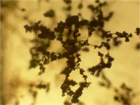 Trichoderma viride (Trichoderma viride) plant
