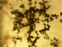 Trichoderma viride