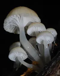 Austral Dripping Bonnet