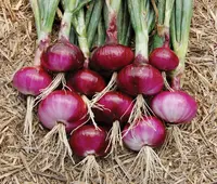 bulb onion