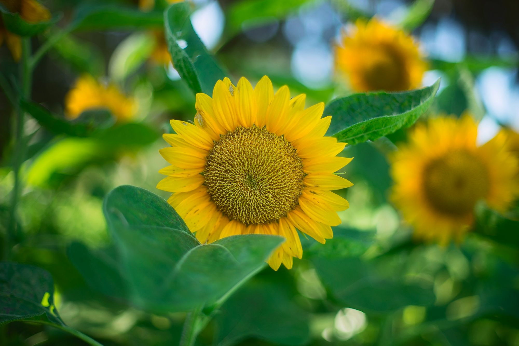 10 Easy Garden Flowers to Grow - Sunflower