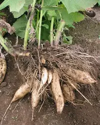 Yacón