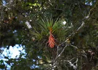 Tillandsia violacea (Tillandsia violacea) plant
