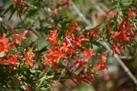 Anisacanthus quadrifidus var. wrightii flowers