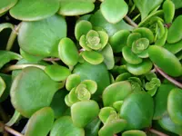 Chinese stonecrop