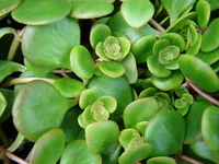 Chinese stonecrop (Sedum tetractinum) plant