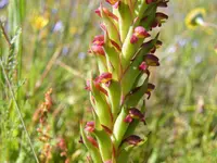 African weed-orchid (Disa bracteata) plant