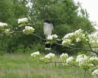 fleshy hawthorn