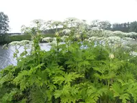 giant hogweed