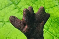 dead man's fingers (Xylaria polymorpha) plant