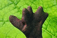 dead man's fingers