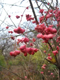 burningbush (Euonymus atropurpureus) plant