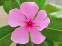 Madagascar Periwinkle