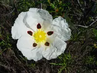 common gum cistus (Cistus ladanifer) plant