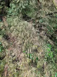 Rhipidocladum racemiflorum
