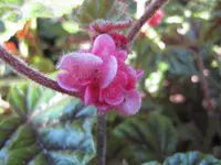 metal-leaf begonia