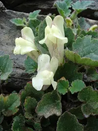 Trailing Snapdragon