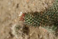 Coryphantha potosiana