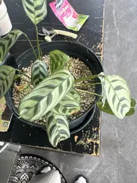 Fishbone Prayer Plant photo by a Botan App user