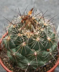 Coryphantha delaetiana (Coryphantha delaetiana) plant