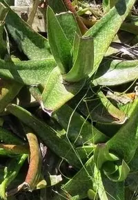 Coast Oxtongue (Gasteria acinacifolia) plant
