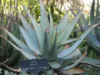 Blue Aloe
