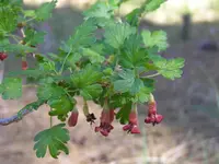 Sierra gooseberry