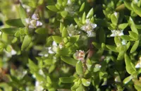 swamp stonecrop