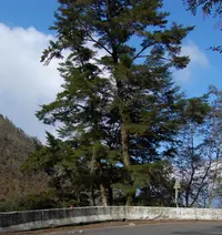 Chinese Hemlock (Tsuga chinensis) plant